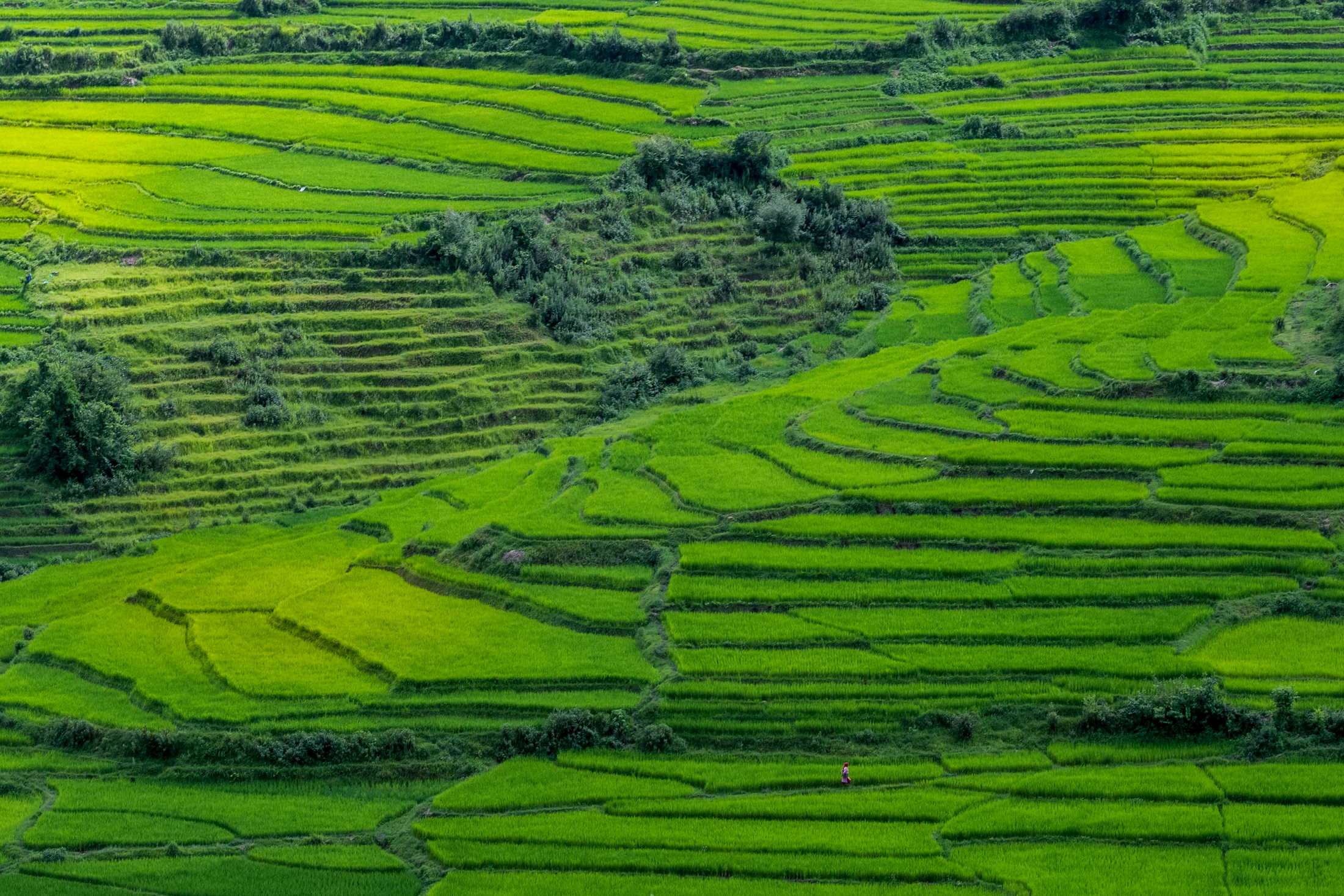 Real terraced rice fields in Nepal